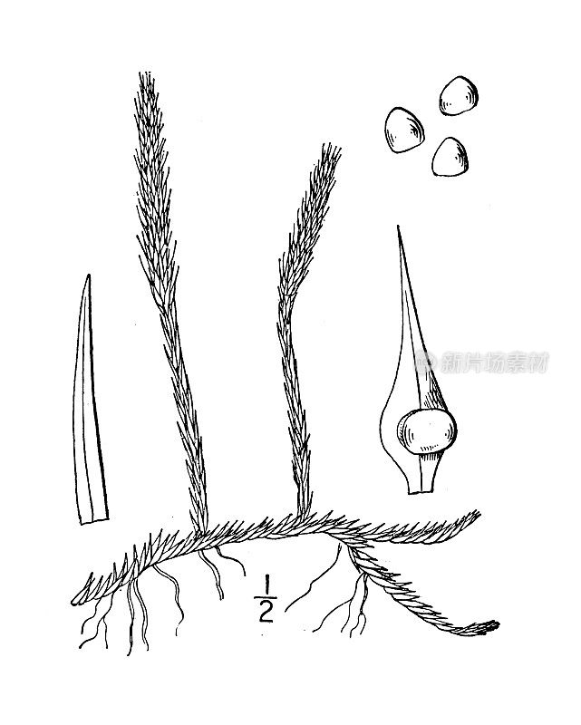 古植物学植物插图:Lycopodium plumatum, Bog club moss